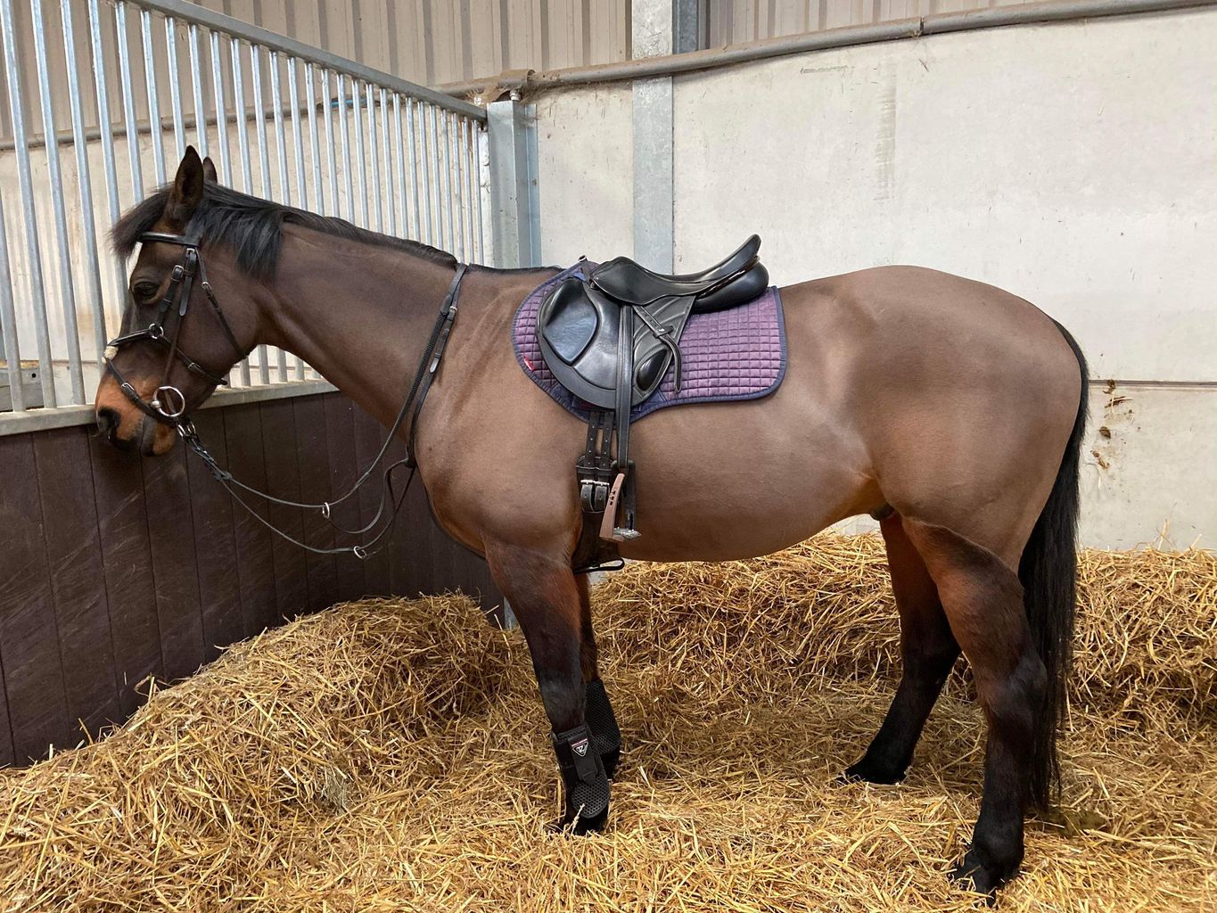 RossOnWye man arrested for Gloucestershire horse death News Greatest Hits Radio